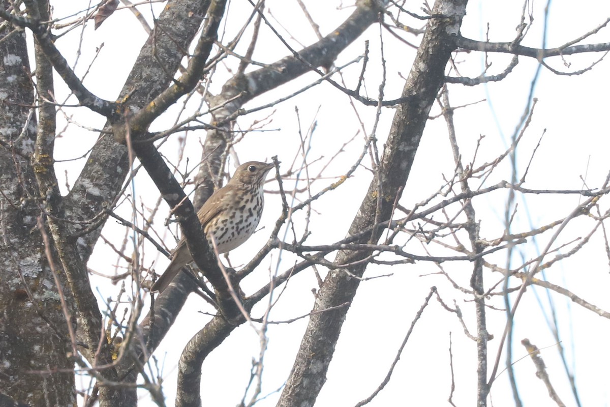 Song Thrush - ML655349016