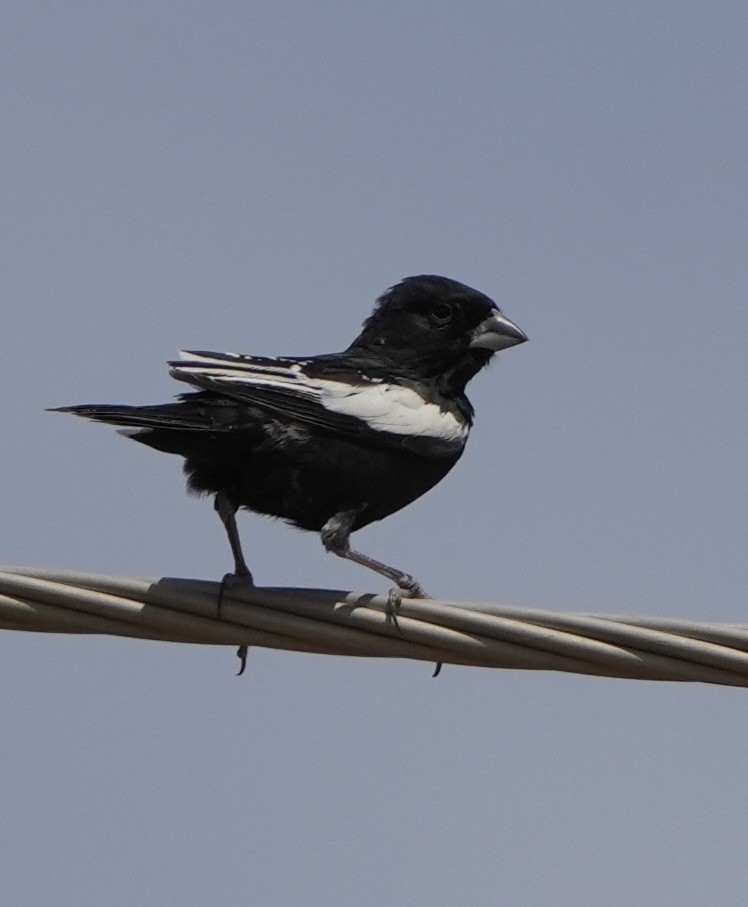 Lark Bunting - ML655349185
