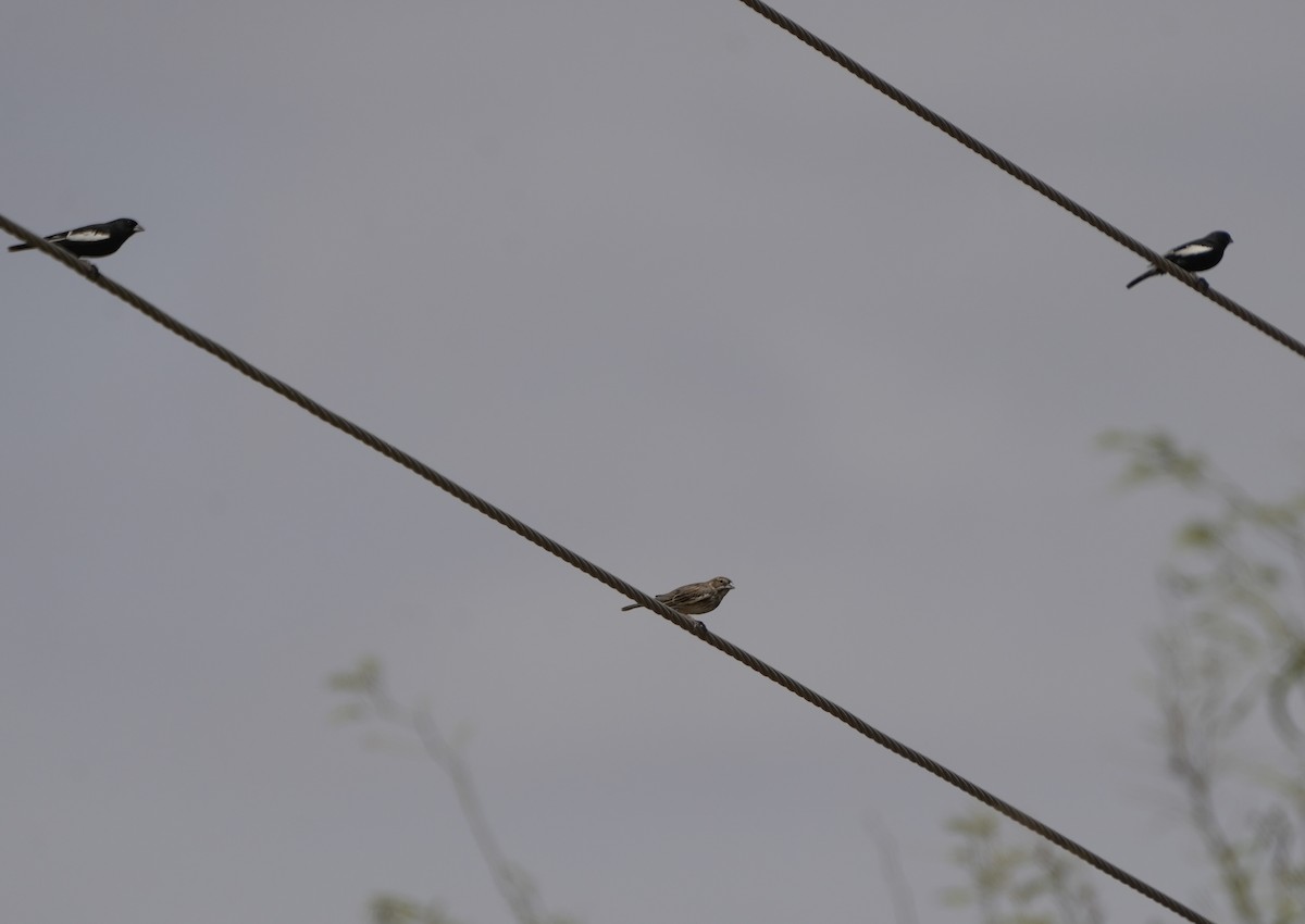 Lark Bunting - ML655349283