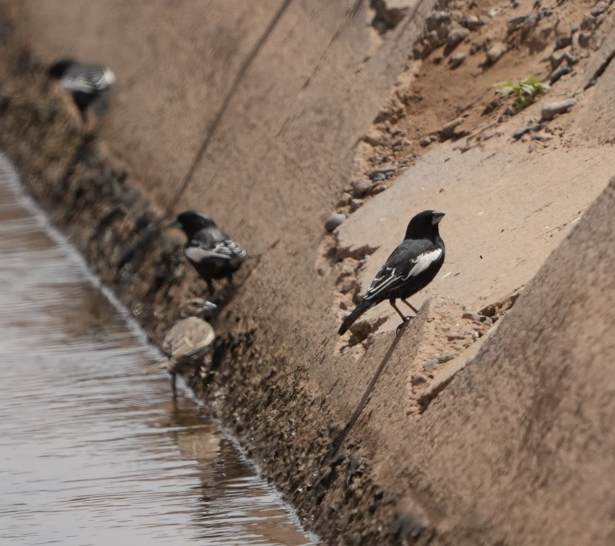Lark Bunting - ML655349413
