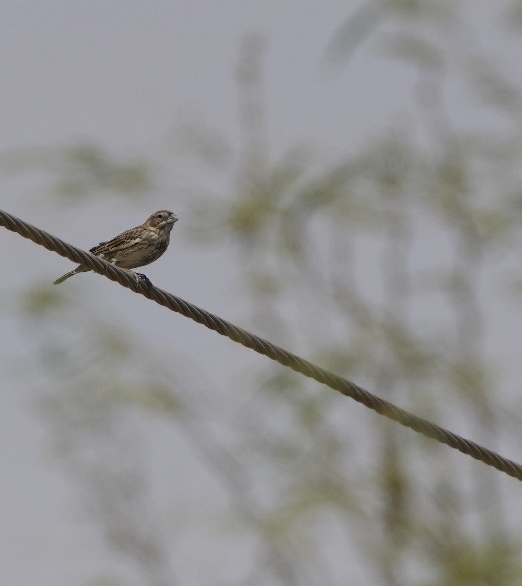 Lark Bunting - ML655349671