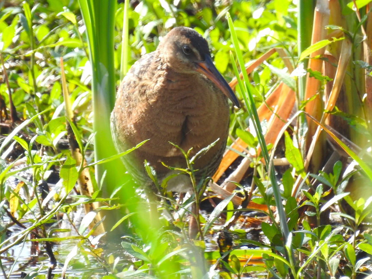 King Rail - ML655349936