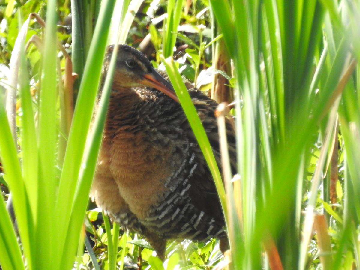 King Rail - ML655349937
