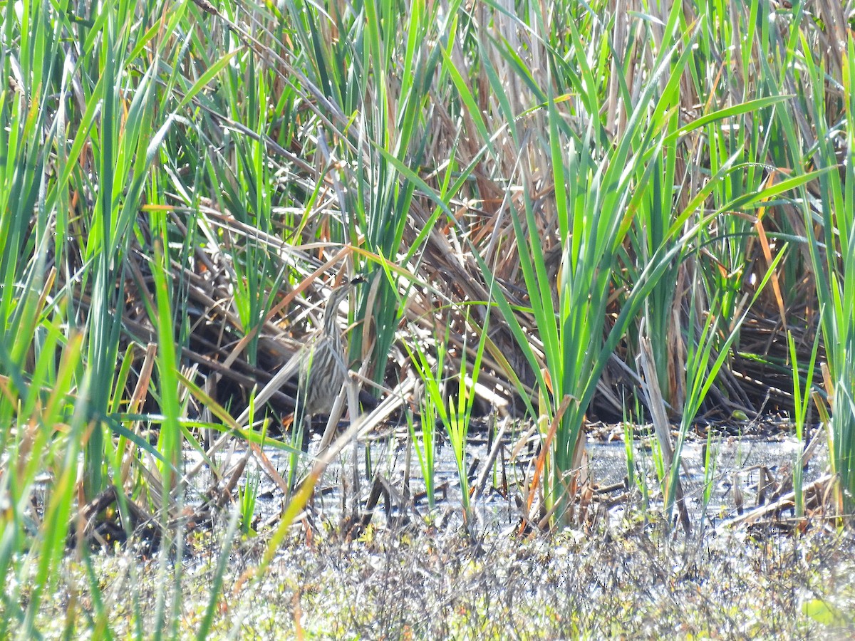 American Bittern - ML655349945
