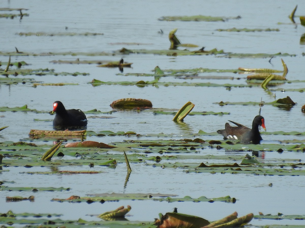 Common Gallinule - ML655349957