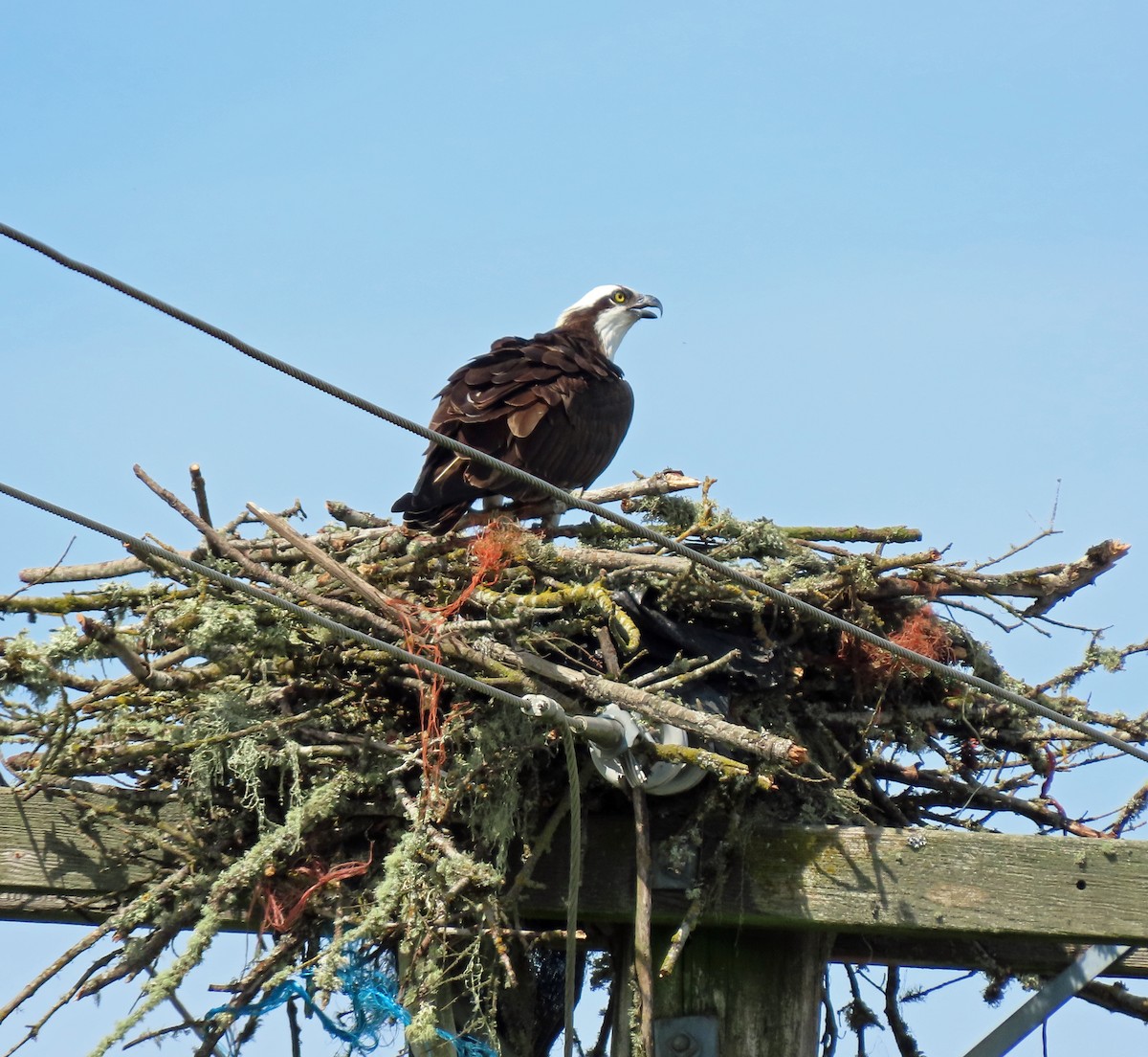 eBird Checklist - 19 Apr 2026 - Greenwood Rd. - 1 species