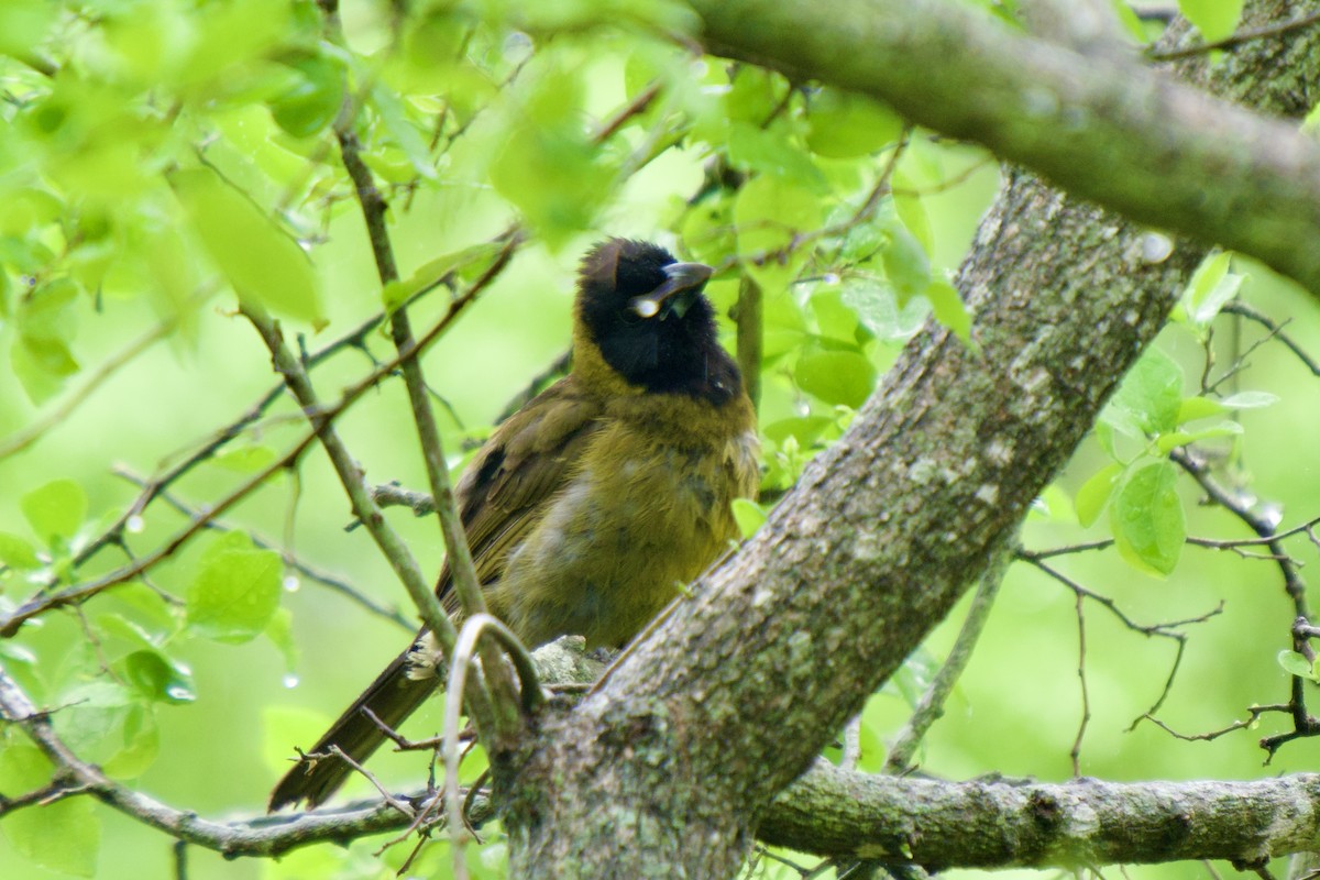 Crimson-collared Grosbeak - ML655352113