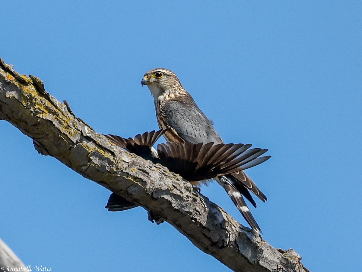Merlin - ML655354496