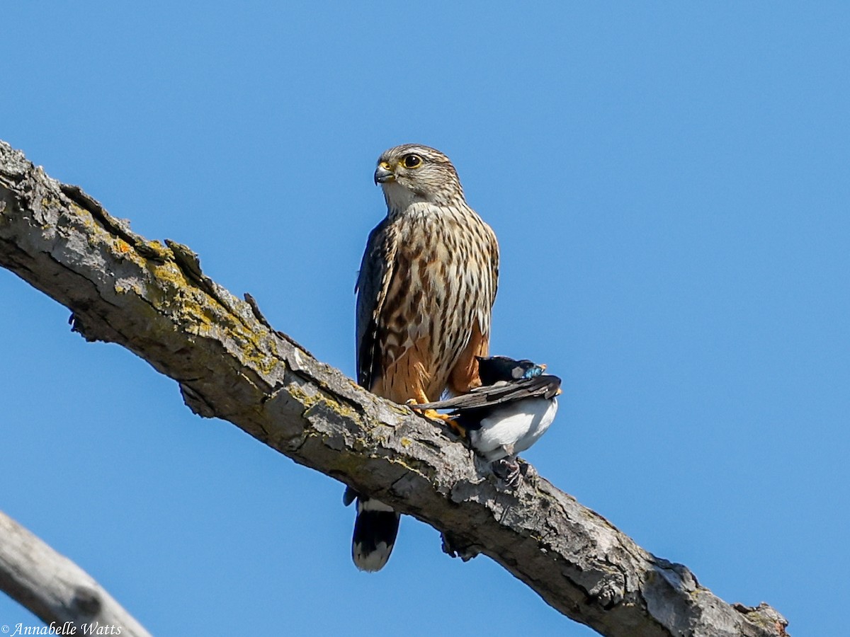 Merlin - ML655354497