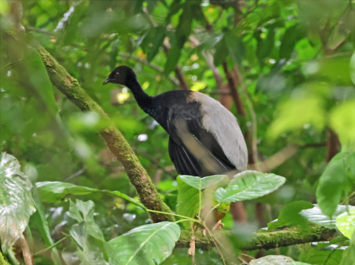 Grauflügel-Trompetervogel - ML655354893