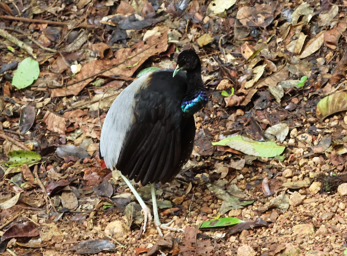 Grauflügel-Trompetervogel - ML655354900