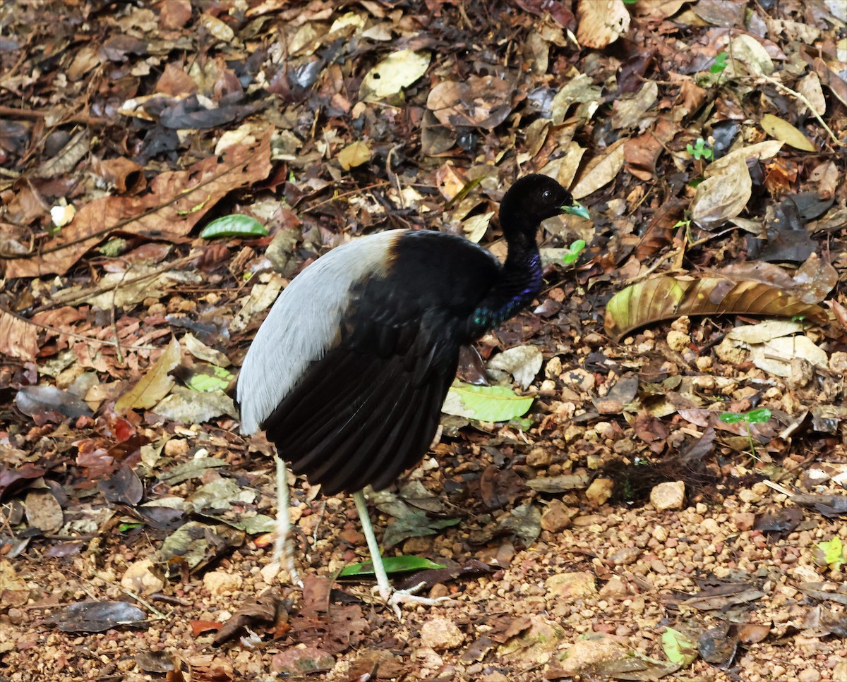 Grauflügel-Trompetervogel - ML655354915