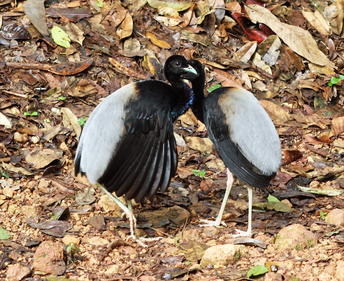 Grauflügel-Trompetervogel - ML655354933
