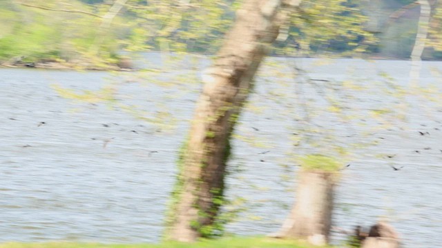 ミミヒメウ - ML655355660
