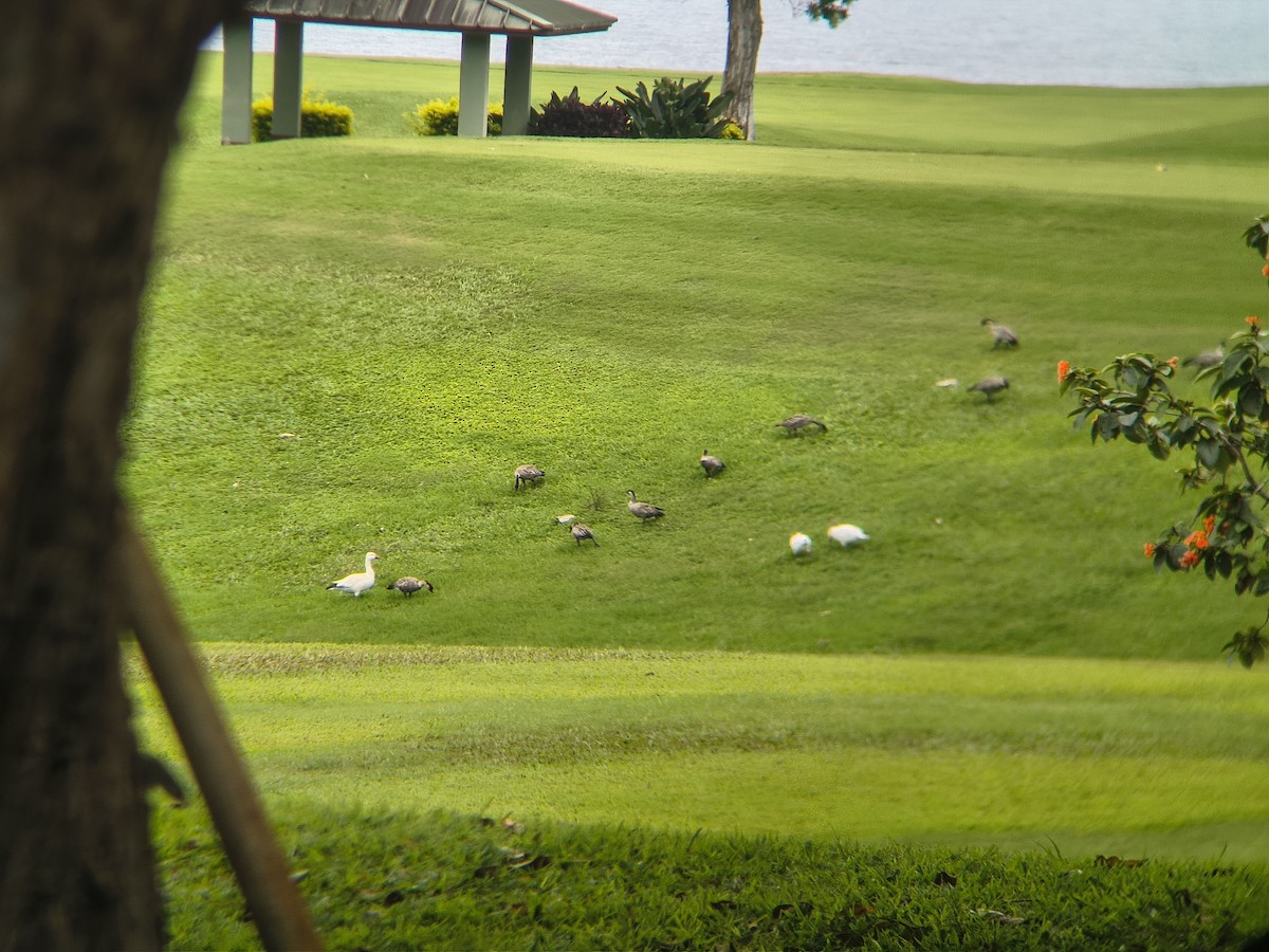 Snow Goose - ML655355808