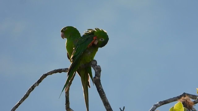 メジロメキシコインコ - ML655356372