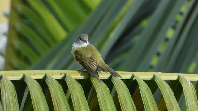 ハイズキンコタイランチョウ - ML655356400