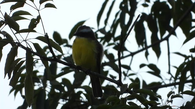 アカボウシヒタキモドキ - ML655356424
