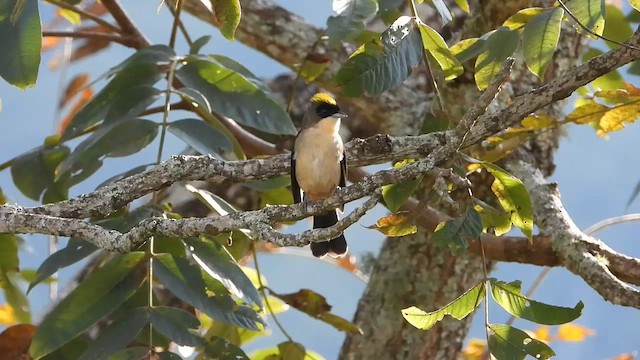 ヒゲフウキンチョウ - ML655356511