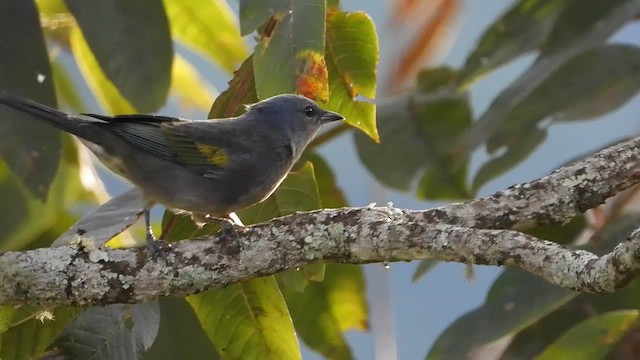 キバネフウキンチョウ - ML655356539