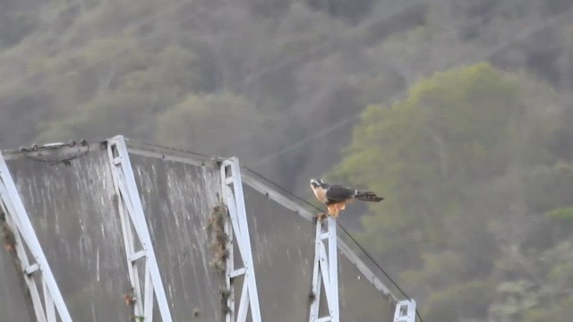 オナガハヤブサ - ML655356562