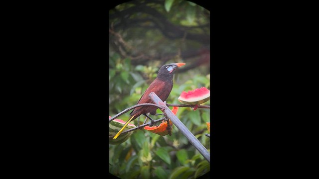 オオツリスドリ - ML655357567