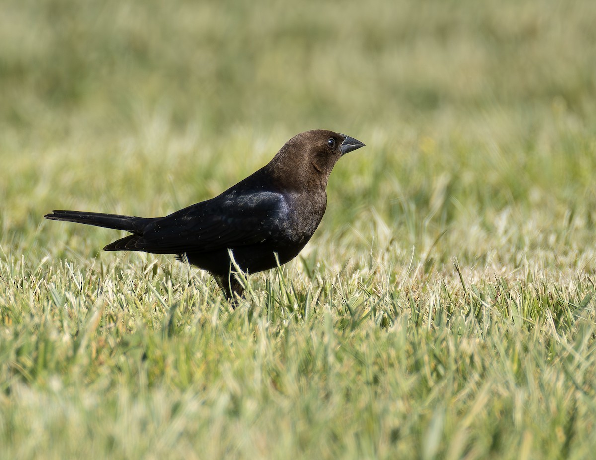 Boz Başlı İnekkuşu - ML655357579