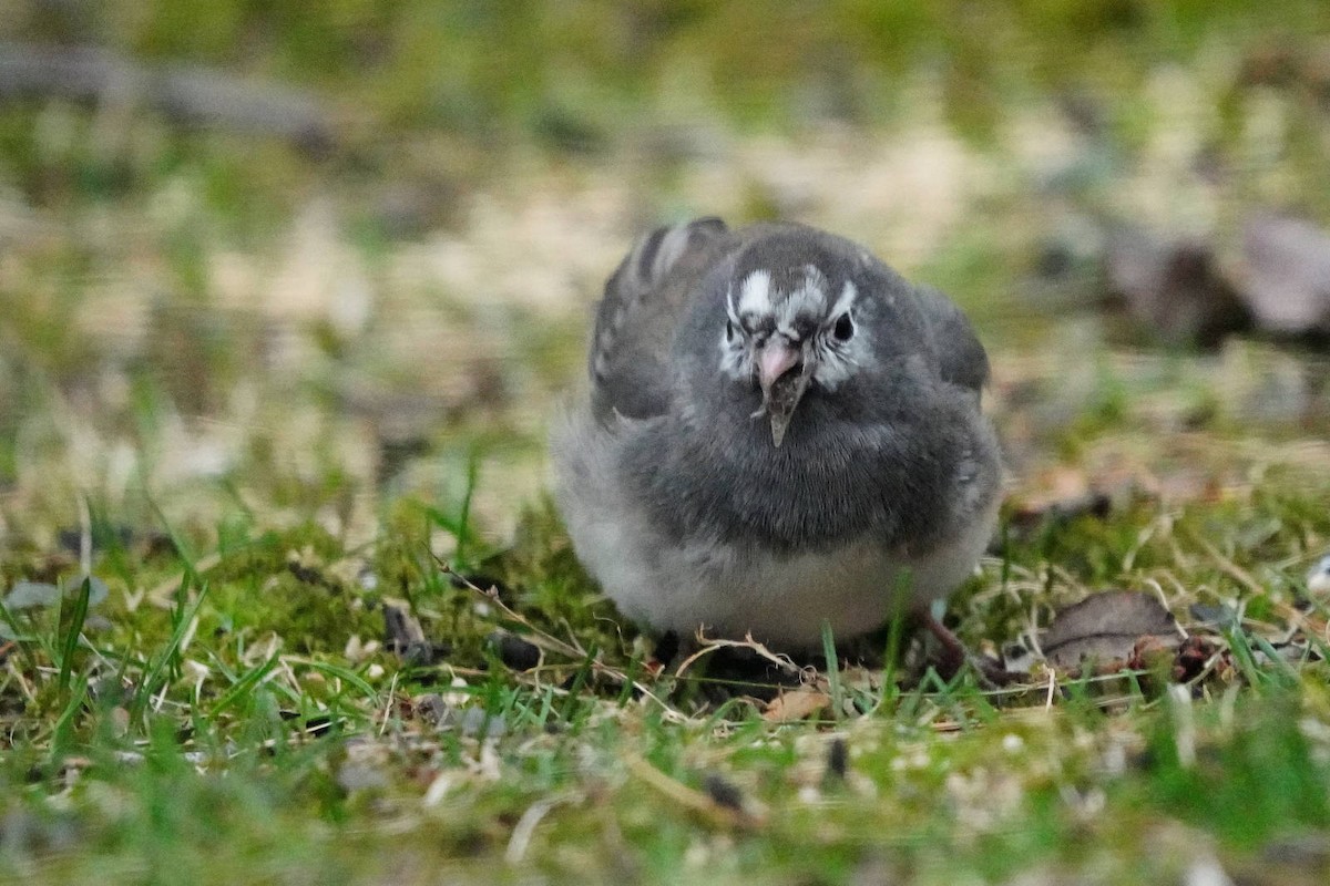 Dark-eyed Junco - ML655357674