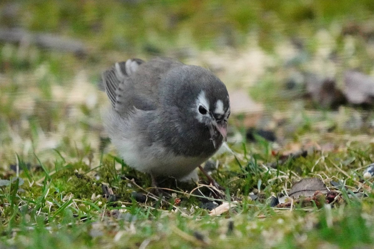 Dark-eyed Junco - ML655357675