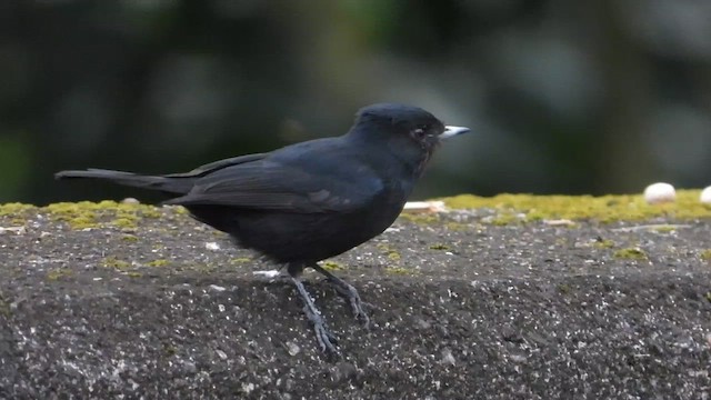 ビロードクロタイランチョウ - ML655357788