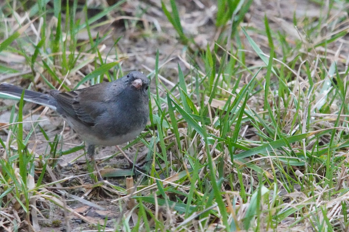 Dark-eyed Junco - ML655357978