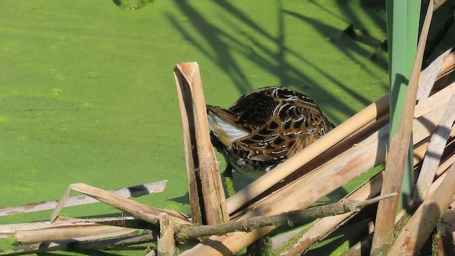 カオグロクイナ - ML655358048