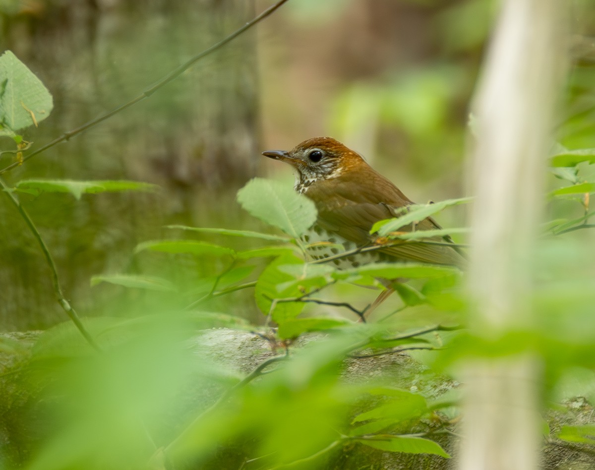 eBird Checklist - 19 Apr 2026 - Parker Preserve - 15 species