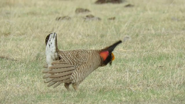 ヒメソウゲンライチョウ - ML655358307