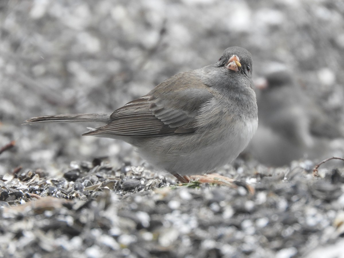 Dark-eyed Junco - ML655358529