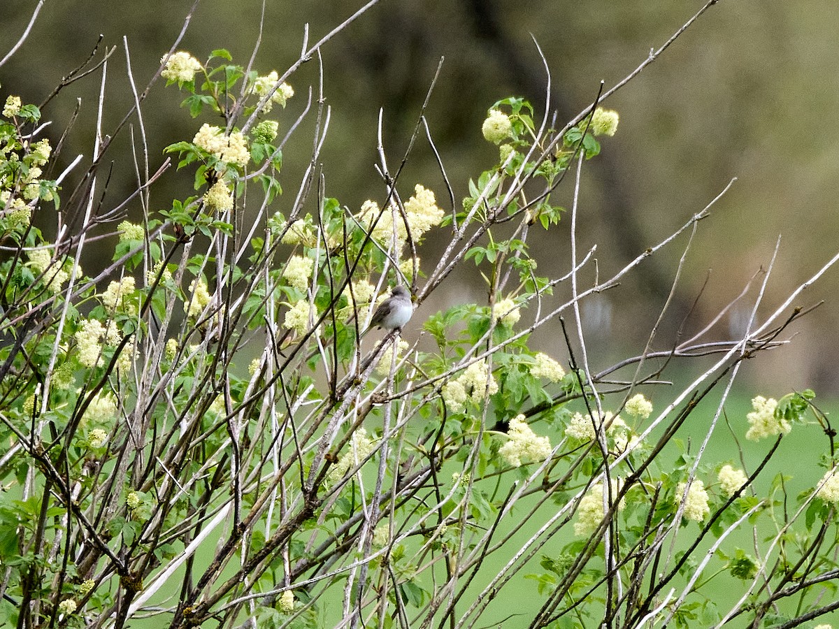 Dark-eyed Junco (Oregon) - ML655358701