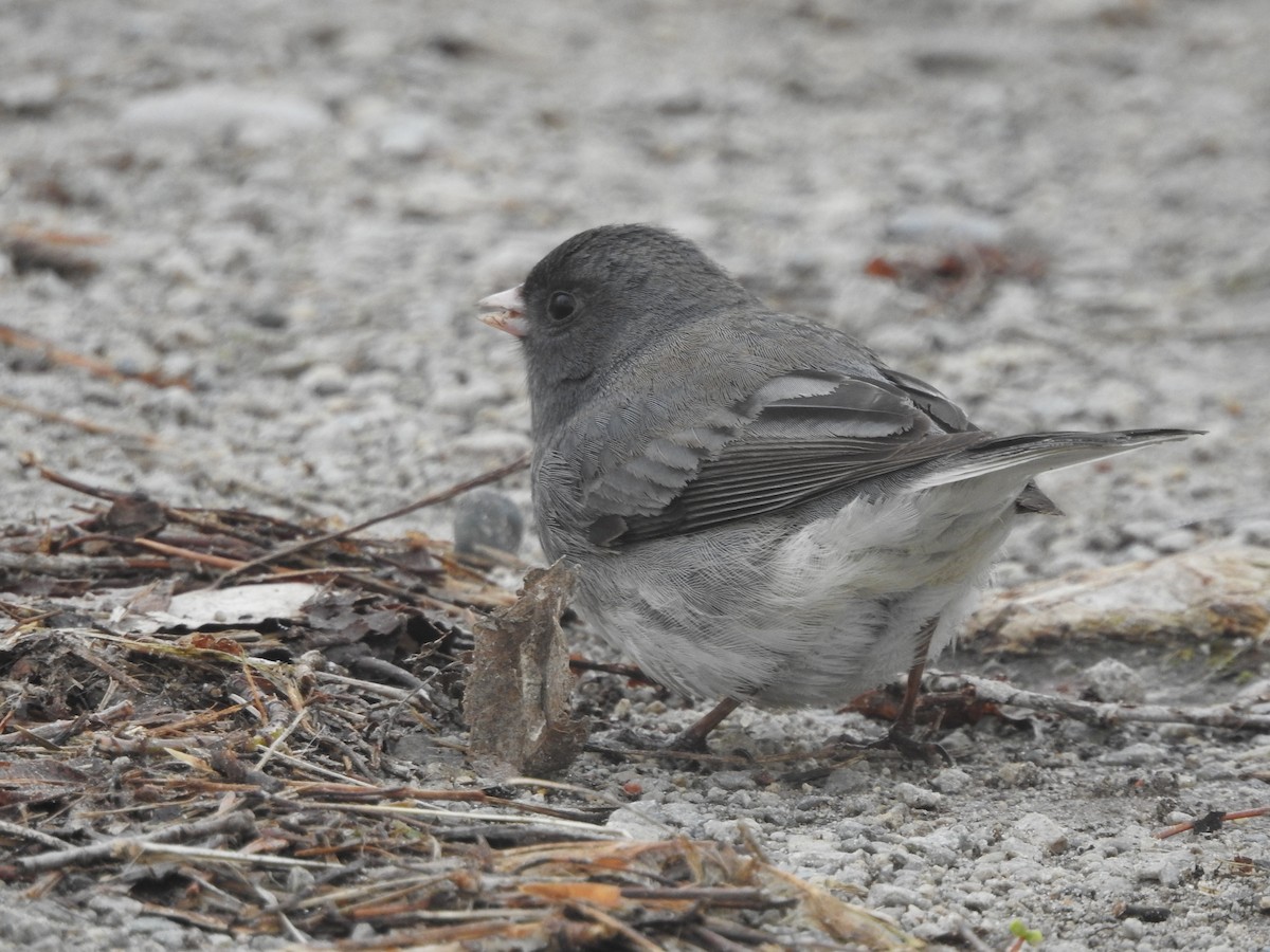 Dark-eyed Junco (Slate-colored) - ML655358869