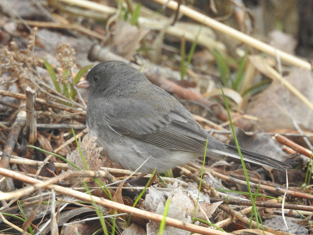 Dark-eyed Junco (Slate-colored) - ML655358881