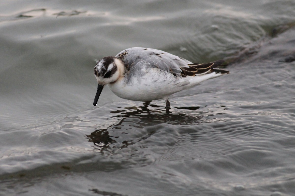 Red Phalarope - Michael Todd