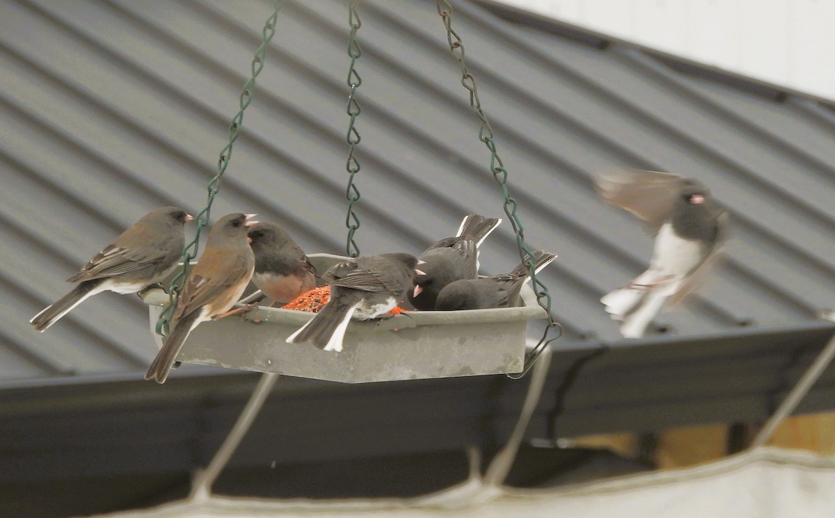 Dark-eyed Junco - ML655359799