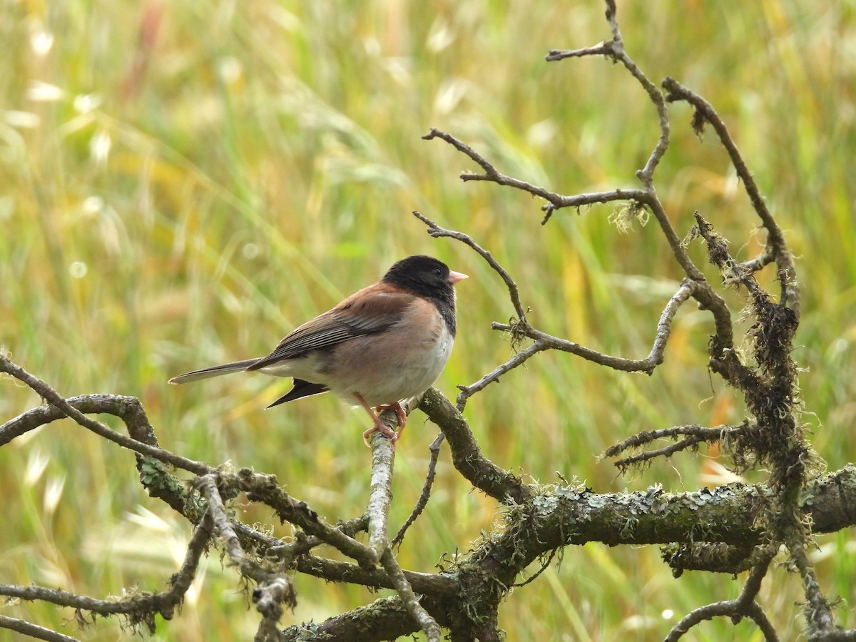 Dark-eyed Junco - ML655361157