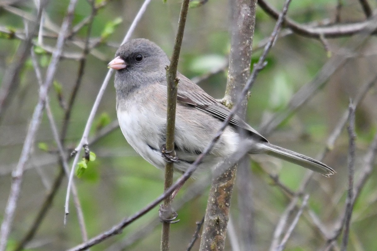 Dark-eyed Junco (Slate-colored) - ML655361388