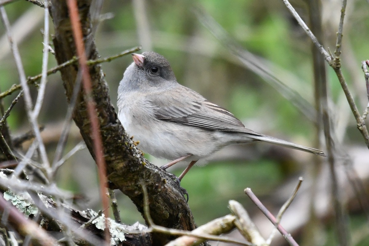 Dark-eyed Junco (Slate-colored) - ML655361389
