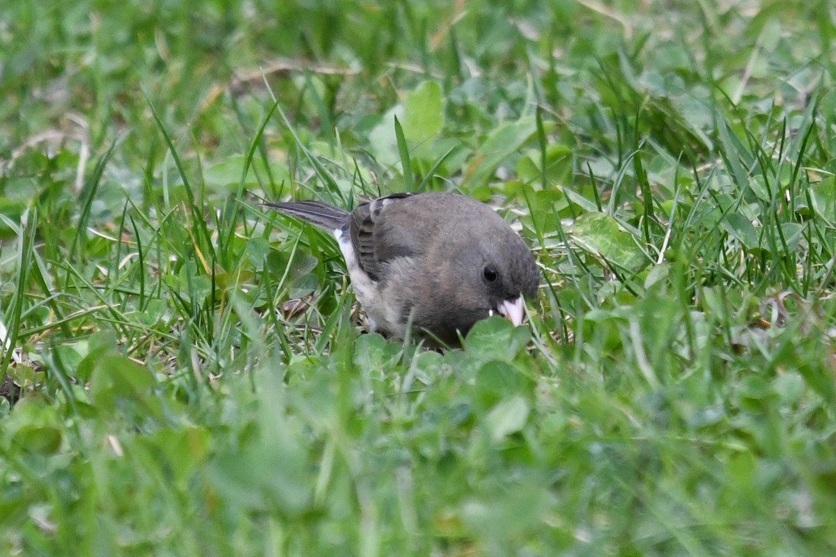 Dark-eyed Junco (Slate-colored) - ML655361390