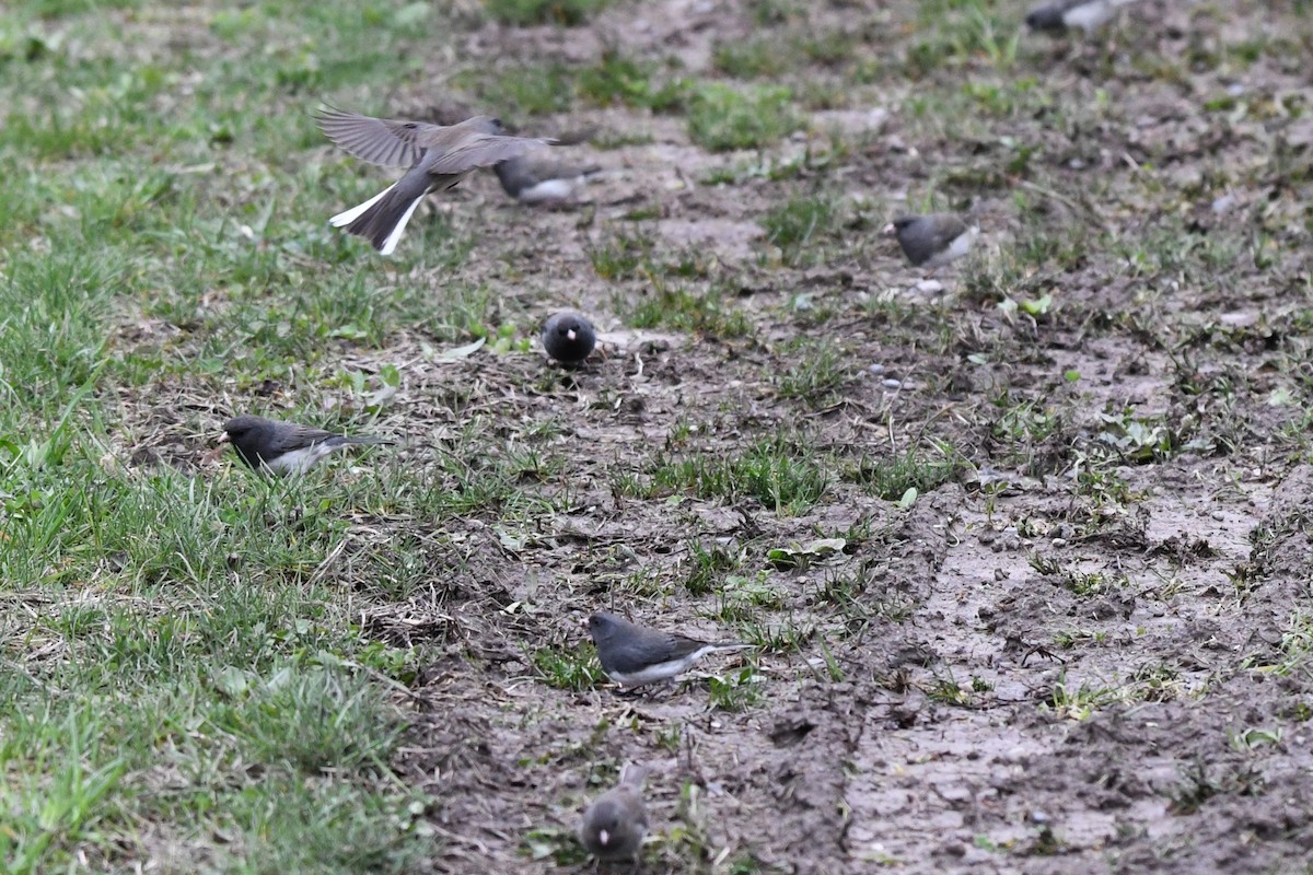Dark-eyed Junco (Slate-colored) - ML655361391
