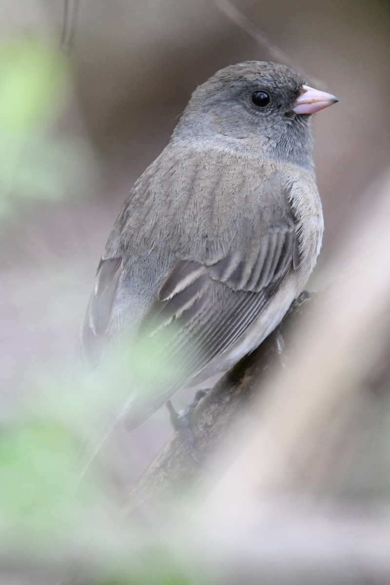 Dark-eyed Junco (Slate-colored) - ML655361393