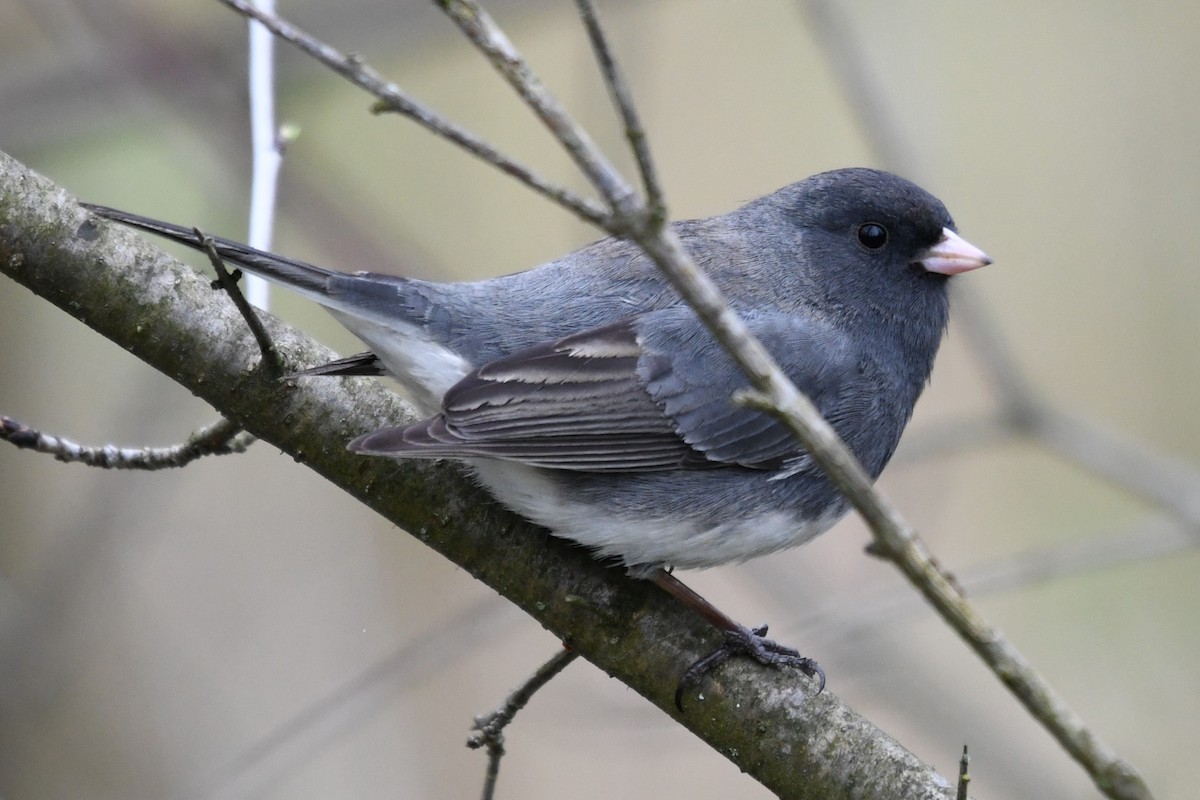 Dark-eyed Junco (Slate-colored) - ML655361395