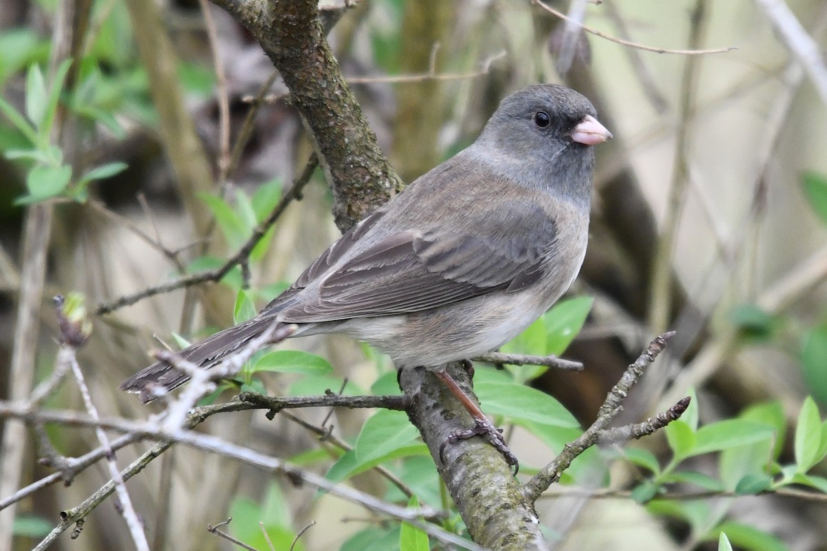Dark-eyed Junco (Slate-colored) - ML655361396