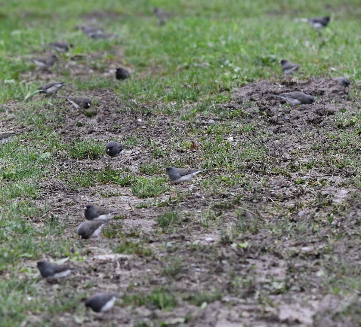 Dark-eyed Junco (Slate-colored) - ML655361398