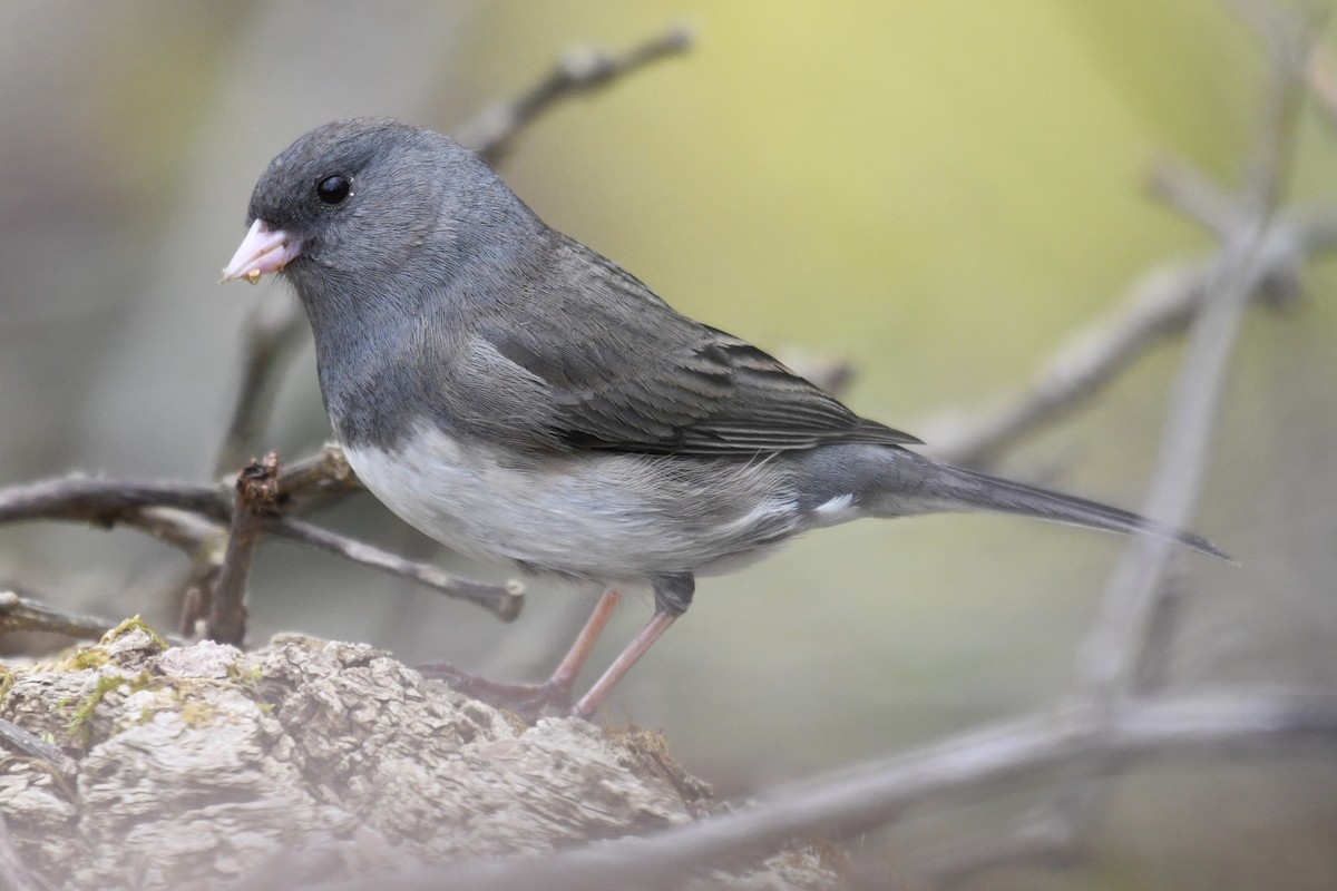 Dark-eyed Junco (Slate-colored) - ML655361399